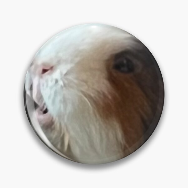 Item preview, Befuddled Guinea Pig designed and sold by Seiten-TAISEI.