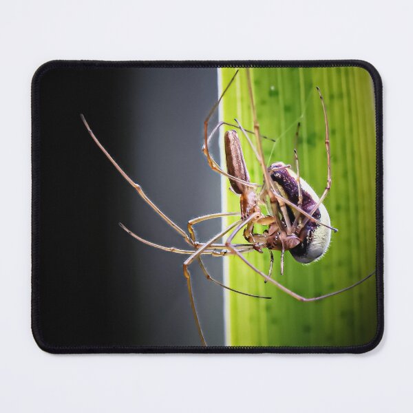 Item preview, Spiders mating designed and sold by Natur-im-fokus.