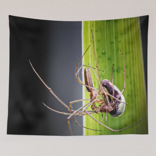 Item preview, Spiders mating designed and sold by Natur-im-fokus.