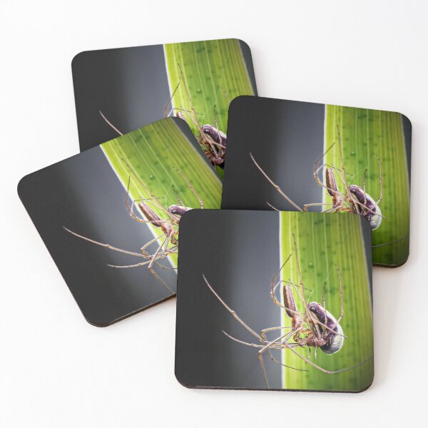 Item preview, Spiders mating designed and sold by Natur-im-fokus.