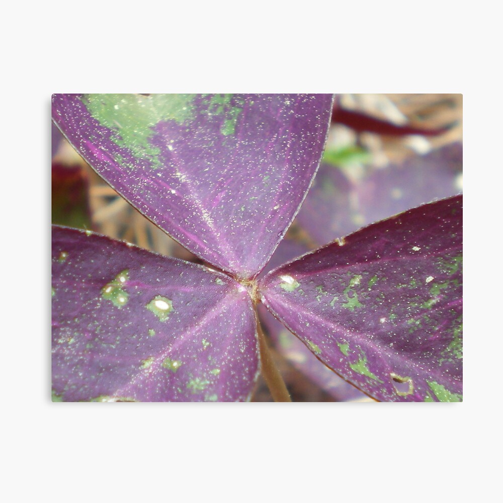 Purple Wings Canvas Print