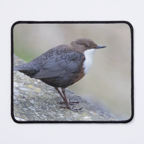 Item preview, White Throated Dipper designed and sold by LaurenTucker.