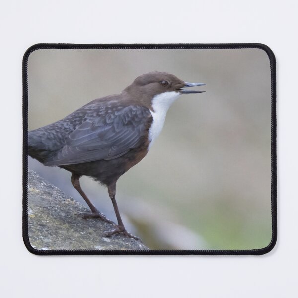 Item preview, White Throated Dipper designed and sold by LaurenTucker.