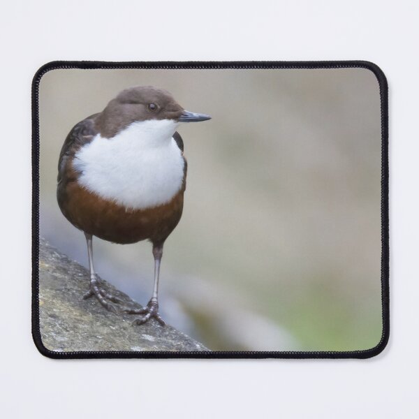Item preview, White Throated Dipper designed and sold by LaurenTucker.