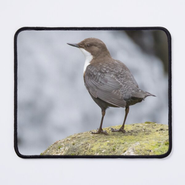 Item preview, White Throated Dipper designed and sold by LaurenTucker.