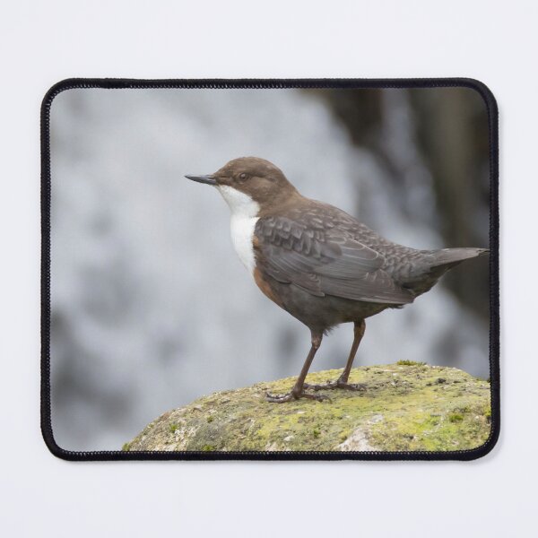 Item preview, White Throated Dipper designed and sold by LaurenTucker.