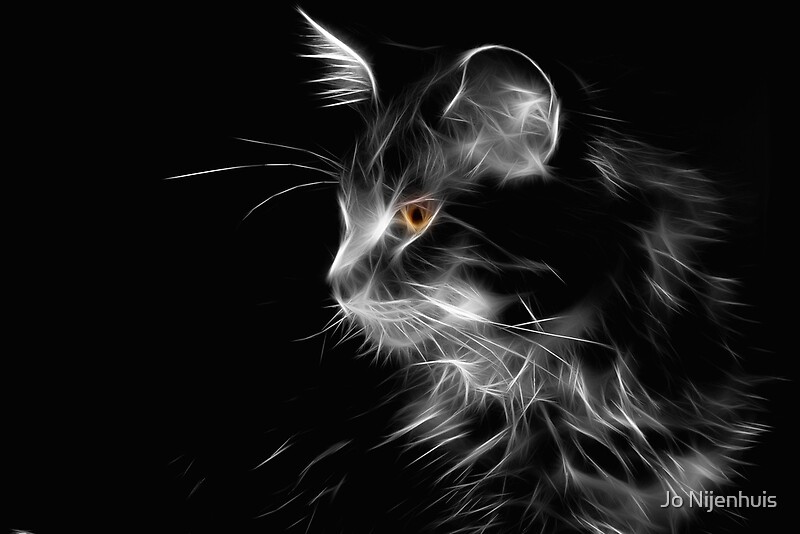 "Cat By Night" by Jo Nijenhuis | Redbubble