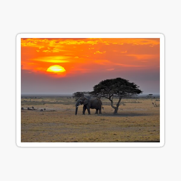 Vista previa del artículo con la obra «Elefante bajo un árbol en el Parque Nacional Chobe, Botswana», diseñado y vendido por AussieAl.