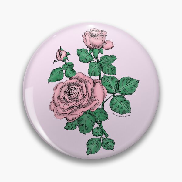 Item preview, Light Pink High-Centered Rose Bloom Double 16-25 Petals In 3+ Rows designed and sold by Rachael Taylor.