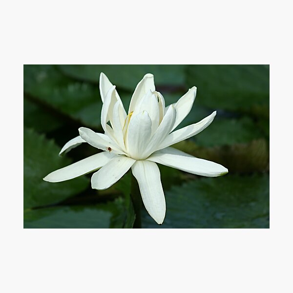 Item preview, White Water Lily designed and sold by TRussotto.