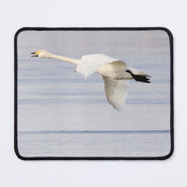 Item preview, Panorama fly. Whooper swan designed and sold by Jouko Lehto Photography.