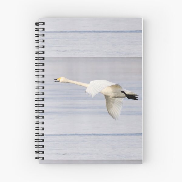 Item preview, Panorama fly. Whooper swan designed and sold by Jouko Lehto Photography.