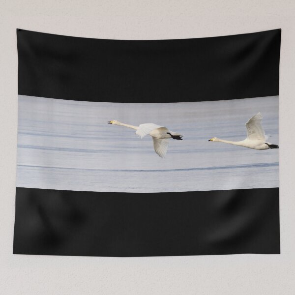 Item preview, Panorama fly. Whooper swan designed and sold by Jouko Lehto Photography.