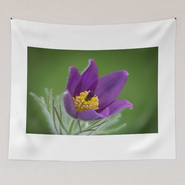 Item preview, Pulsatilla designed and sold by eddiej.