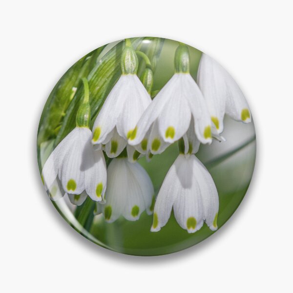 Item preview, Snowdrops designed and sold by Dave Hare Photography.