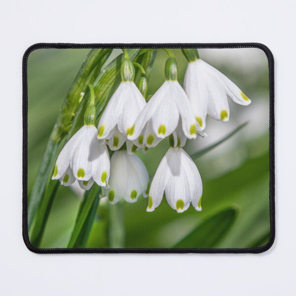 Item preview, Snowdrops designed and sold by Dave Hare Photography.