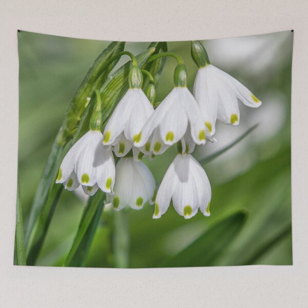 Item preview, Snowdrops designed and sold by Dave Hare Photography.