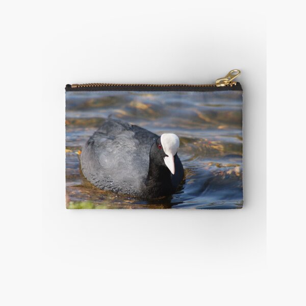 Aperçu de l'œuvre Coot up close créée et vendue par GreyFeatherPhot.