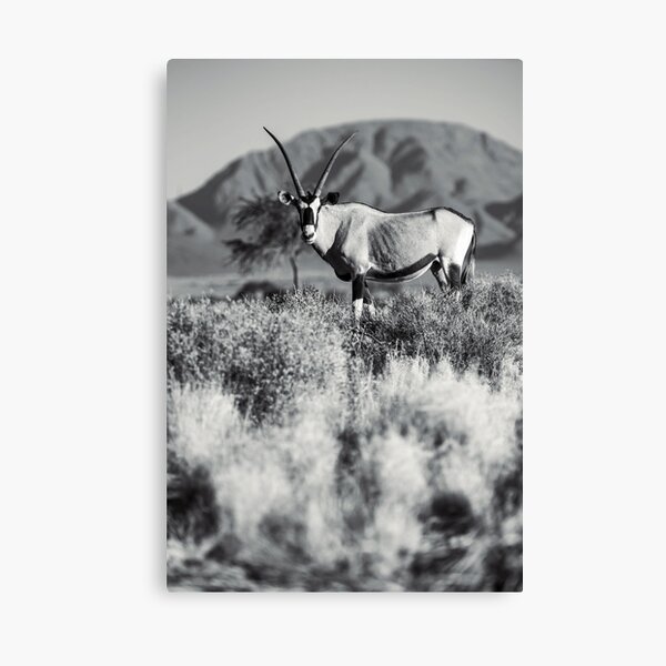 Eine Oryx Antilope in Namibia Leinwanddruck