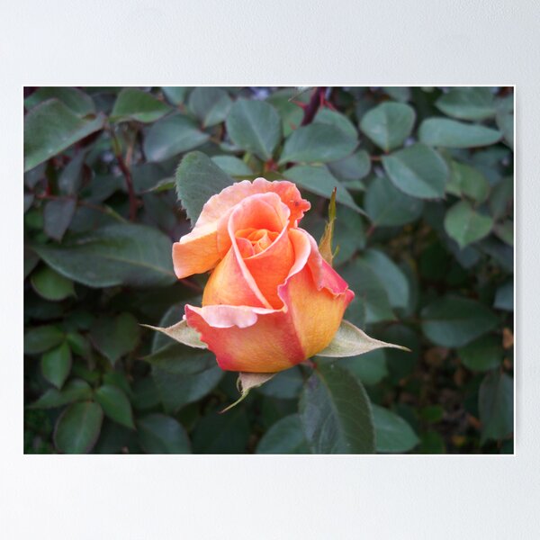 Item preview, Perfect P E A C H Rose designed and sold by Diane Trummer Sullivan.
