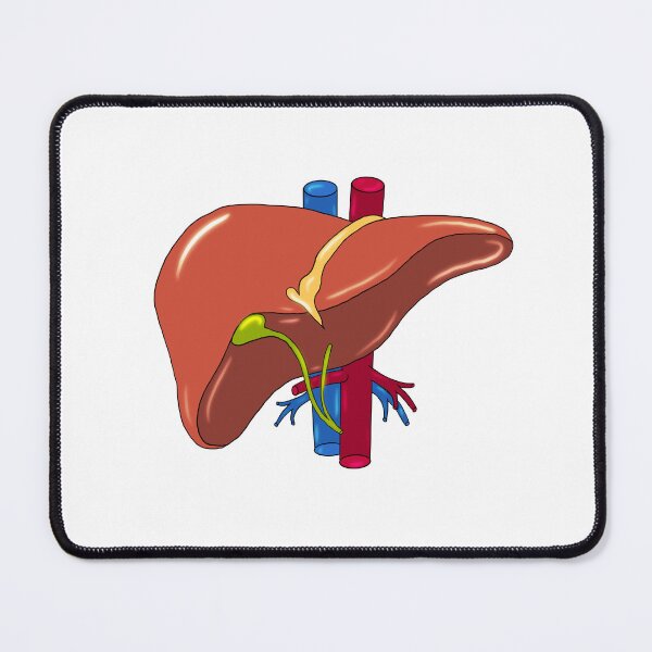 Item preview, Liver anatomy medical doctor designed and sold by carries-anatomy.
