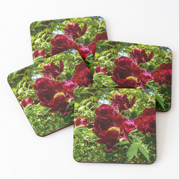 Item preview, Vibrant Common Peony Flowers Bloom in the sun designed and sold by jrtwynam.