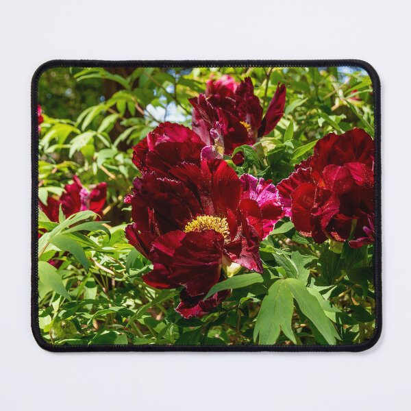 Item preview, Vibrant Common Peony Flowers Bloom in the sun designed and sold by jrtwynam.