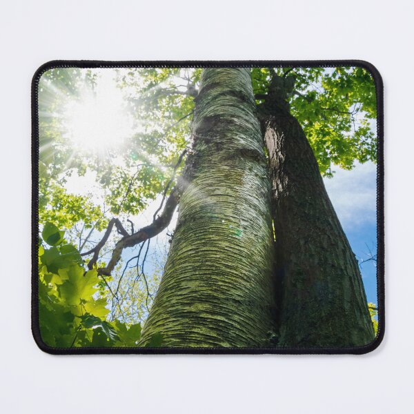 Item preview, Trees Hugging in the Bright Sun designed and sold by jrtwynam.