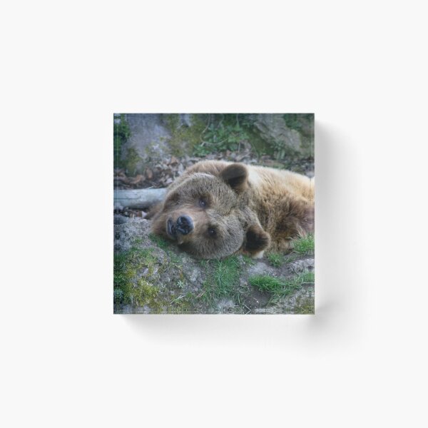 Item preview, Ursus arctos designed and sold by Mythos57.