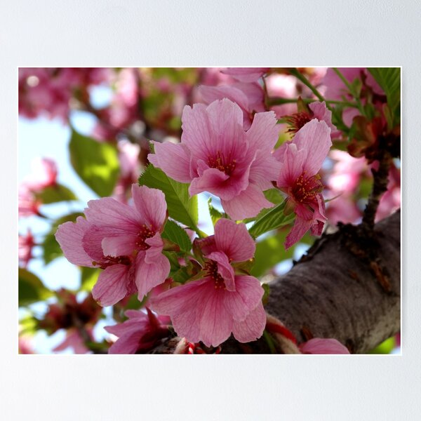 Item preview, Cherry Blossoms designed and sold by Manitarka.