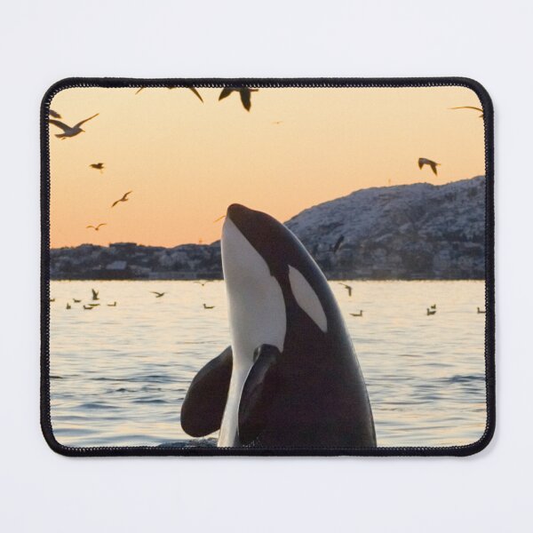 Item preview, Killer whale, poster,Killer whale wall art,Killer whale art, ocean, sea, blue, fish,Killer whale metal wall art, nature, water, wave, waves designed and sold by eyesight4vision.