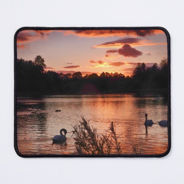 Item preview, Swans in the sunset designed and sold by RosRidleyPhoto.