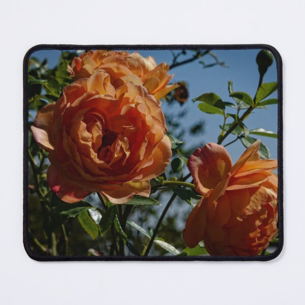 Item preview, Beautiful Orange Roses designed and sold by RosRidleyPhoto.