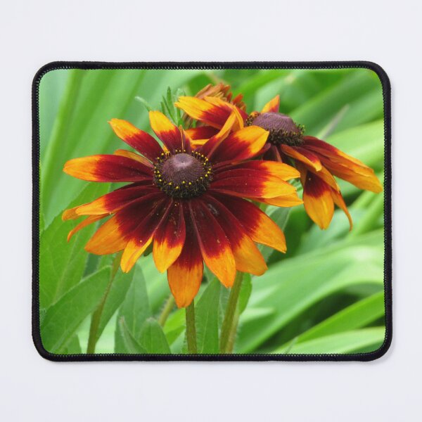 Item preview, Gloriosa Daisies - Black Eyed Susan Flowers designed and sold by SnapsBySara.