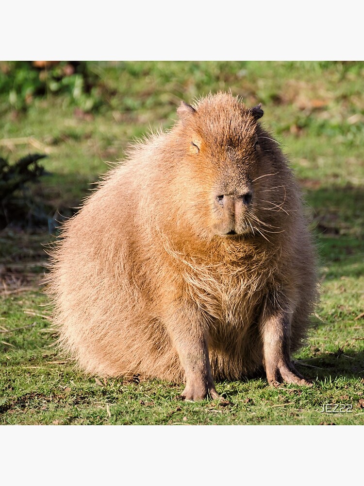 Bolsa de tela «Mirada de capibara» de JEZ22 | Redbubble