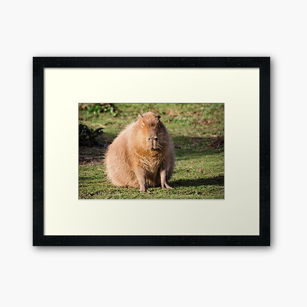 Item preview, Capybara stare designed and sold by JEZ22.