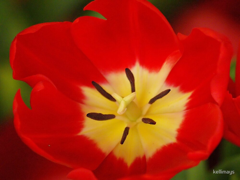 "Center of a Pink Tulip fully bloomed" by kellimays Redbubble