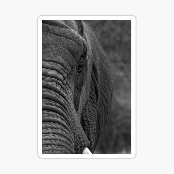 an-elephant-never-forgets-sticker-for-sale-by-holliegphotos-redbubble