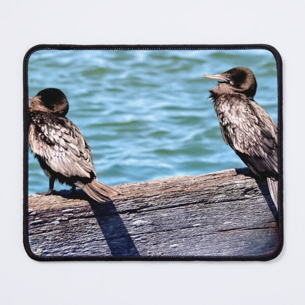Item preview, Australian Little Black Cormorant30 designed and sold by kevin Chippindall.