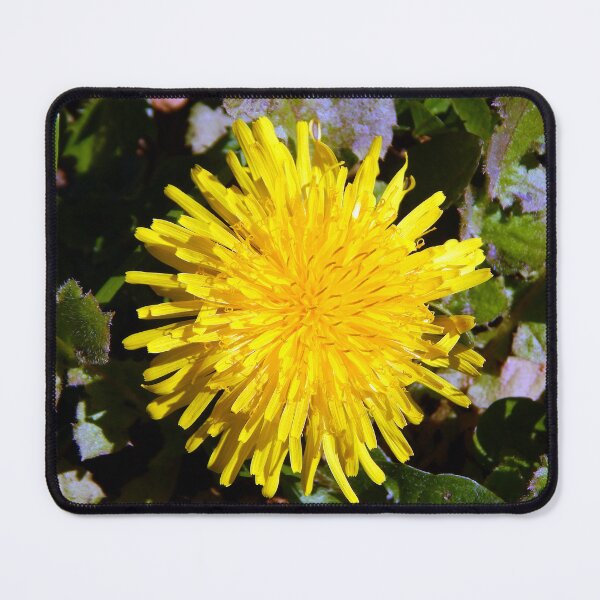 Item preview, Mature Dandelion Bloom designed and sold by gistinker.