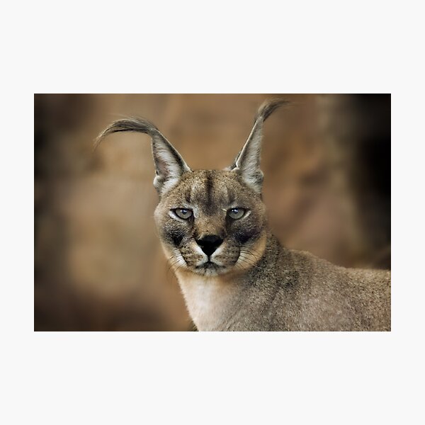 Caracal Photographic Print