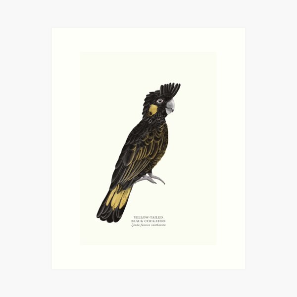 Item preview, Yellow-tailed Black Cockatoo designed and sold by samlyneill.