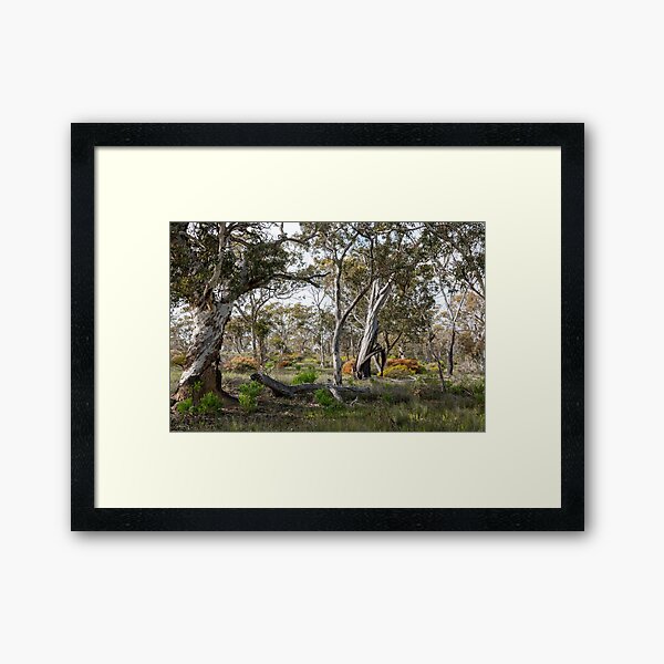Item preview, Wandoo Woodland designed and sold by SallyB.Photography.