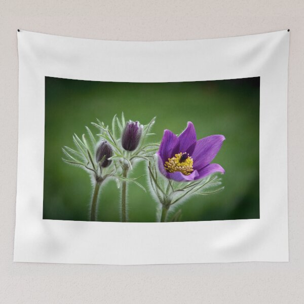 Item preview, Pulsatilla designed and sold by eddiej.