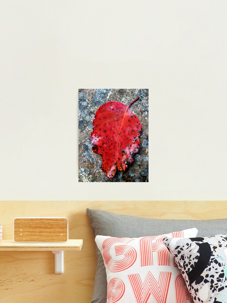 Thumbnail 2 of 3, Photographic Print, River Gum designed and sold by ronmoss.