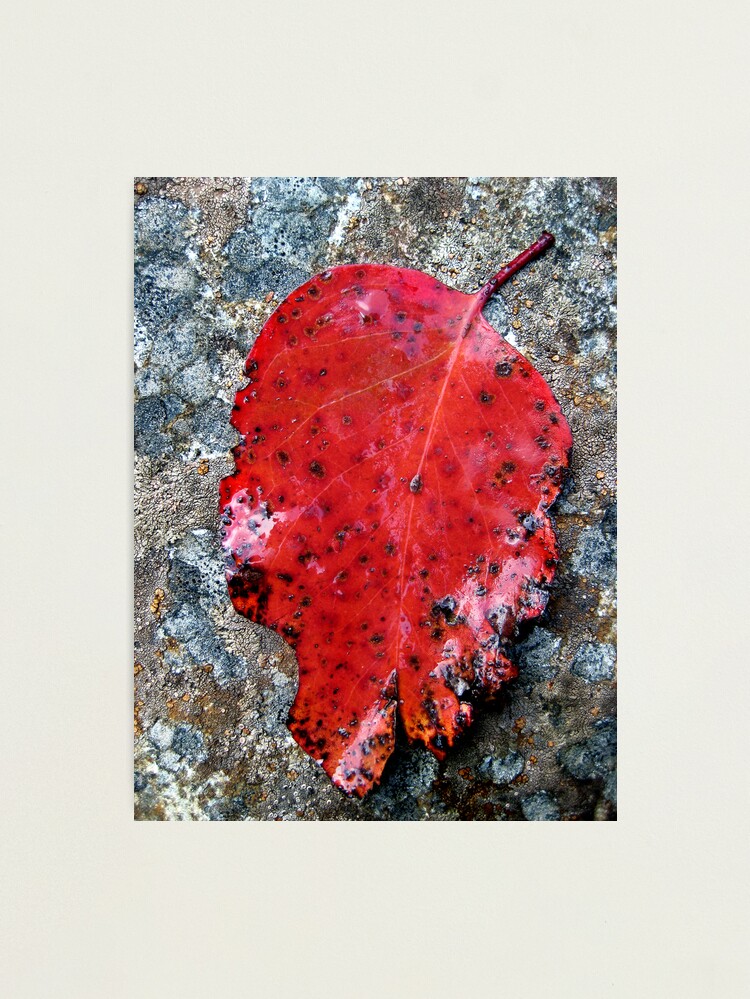 Thumbnail 1 of 3, Photographic Print, River Gum designed and sold by ronmoss.