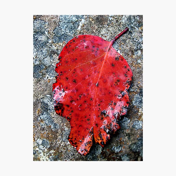 Photographic Print