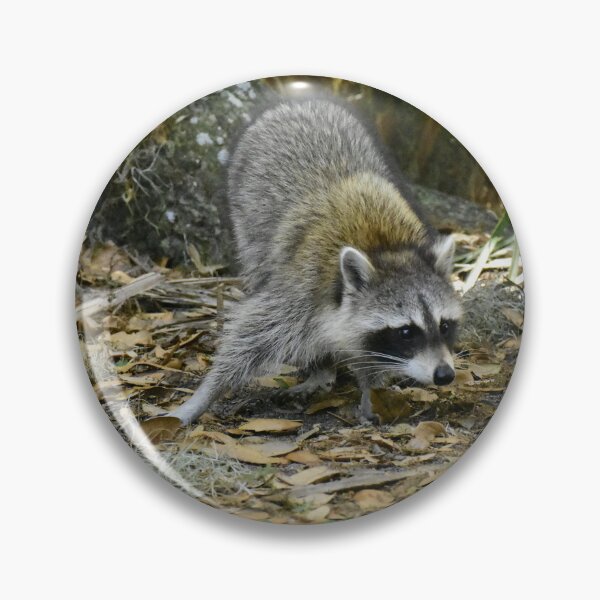 Item preview, Unedited Raccoon Picture designed and sold by MercerImages.