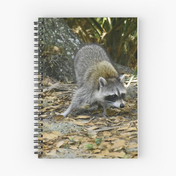 Item preview, Unedited Raccoon Picture designed and sold by MercerImages.