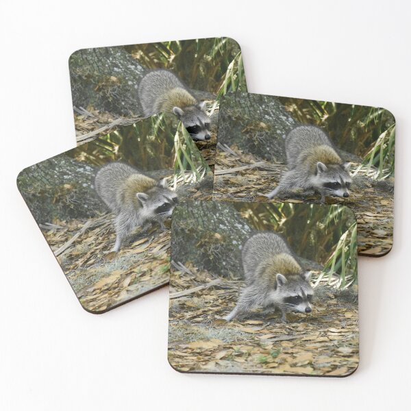 Item preview, Unedited Raccoon Picture designed and sold by MercerImages.